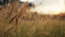 Wheat At Sunset light 