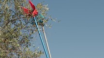 Pneumatic olive harvester shakes branches with olives