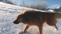 Slow motion of cute brown dog running fast in winter nature country on sunny morning with fresh snow
