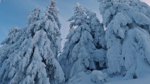 Look up on blue sky in frozen winter forest mountains with snowy trees, nature adventure background