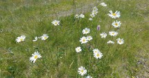 Green flowering meadow with white daisy Leucanthemum flowers moving in windy summer nature
