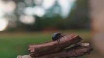 Large black beetle walking across a piece of bark, close-up of an insect, small animal