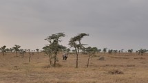Black rhino walks in the plains of the savannah in kenya.wide shot