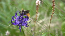 Bumblebee pollinating flower Slow motion
