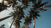 Palm trees swaying in the wind during summer