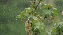 It is raining on red currant bush in green spring garden
