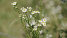 Closeup of Field Flowers