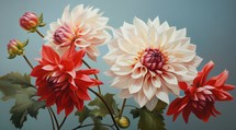 Colorful red and white dahlia flowers on blue background. Close up.
