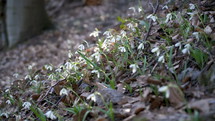 Snowdrops in windy forest
