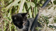 Kitten in garden, slow motion