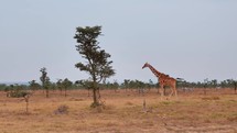 Giraffe walknig across the African savanna in a natural and serene setting