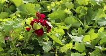 Static shot of red roses and green leaves of a grapevine in Spring