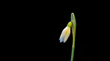 Snowdrop blooming Time-laspe
