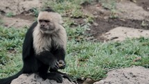 Adult Capuchin Monkey Sitting On A Rock Chewing Fruit And Walking Away.	