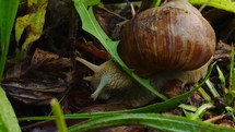 Garden snail slowly moving through the forest floor