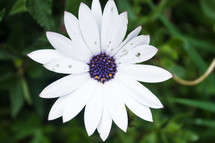 White flower with purple center