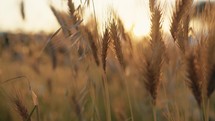 Wheat At Sunset light 