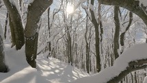 Beautiful view in snowy forest trees in sunny winter mountains nature wood background
