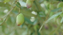 Macro tracking shot of Olives on a tree in a plantation