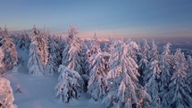 Slow motion between snowy trees in beautiful winter forest landscape in frozen mountains nature with warm sunrise colors
