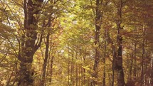 Golden light of sun in autumn forest nature
