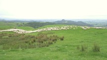 Fast moving sheep on green organic farm in New Zealand nature farmland
