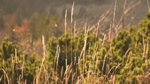 Dry Grass sways in the breeze wind in autumn nature background
