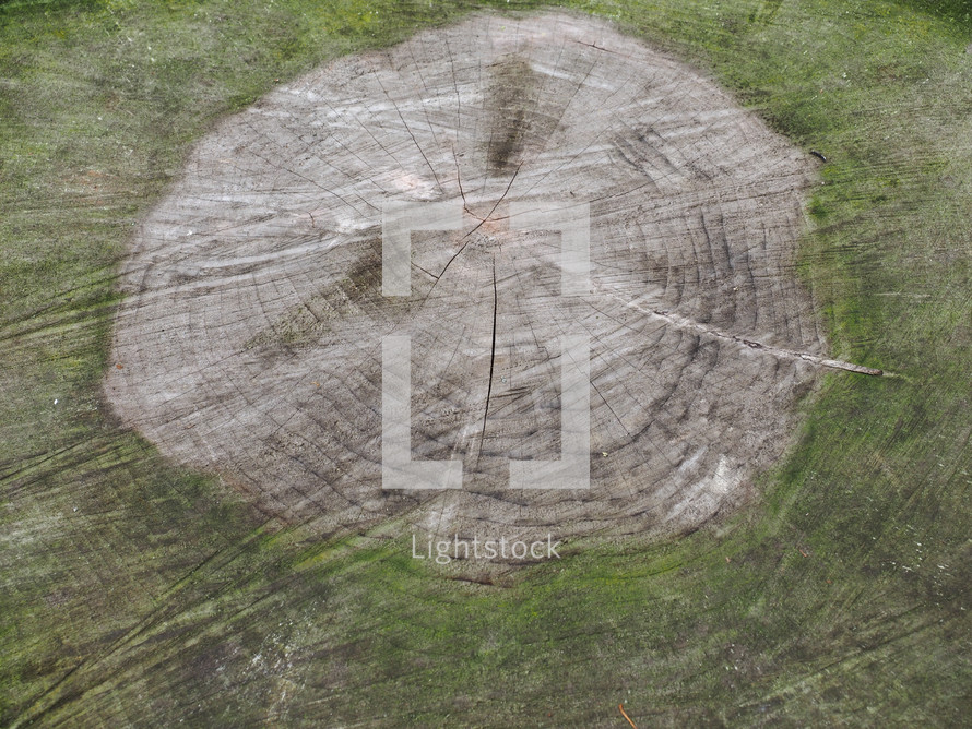 ancient tree cross section with visible annual growth rings