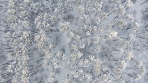 Aerial view above snow covered tree forest. 