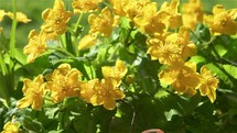 Yellow flowers marsh marigold caltha palustris in green spring nature
