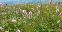 Pink flowers of bistrot snakeroot blooming and moving in breeze wind on green alpine meadow is summer nature
