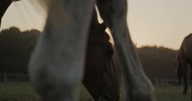 Horses in a paddock at sunset