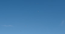 Seagulls circling on a blue sky
