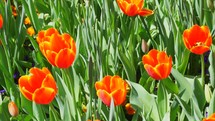 Tulips in bloom in the early Spring.