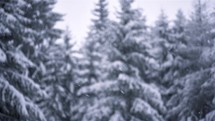 Peaceful Winter background with snow snowing in snowy forest nature
