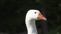 Portrait of white goose head in dark background, farm animal in rural nature
