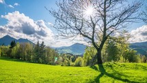 Fresh green nature with sun motion behind cherry tree in spring time lapse of alpine mountains landscape
