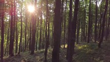 Sun light in green forest
