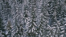 Aerial view of snowy forest trees in winter nature, fly up above
