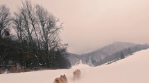 Slow motion of cute brown dog run fast in snowy mountain nature
