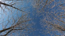 Winter background of frozen trees branches in cold forest nature, Top view 
