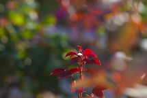 red foliage on a bush