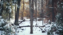 snow on trees in a forest 