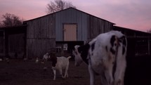 farm animals in front of an old barn