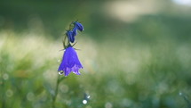 Bluebell flower blooming in morning dew in sun light on green meadow. Slow motion

