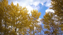 Panoramic view of autumn forest trees nature with yellow leaves moving slow in breeze wind on tree-top towards blue sunny sky
