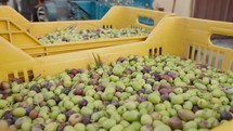 Boxes full of olives for oil production