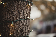 string of lights around a tree