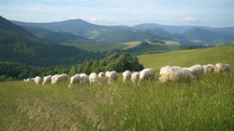 Slow motion of merino sheep graze fresh grass in green meadow in Carpathian nature
