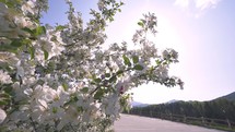 Flowering apple tree with white flowers in sunny country background
